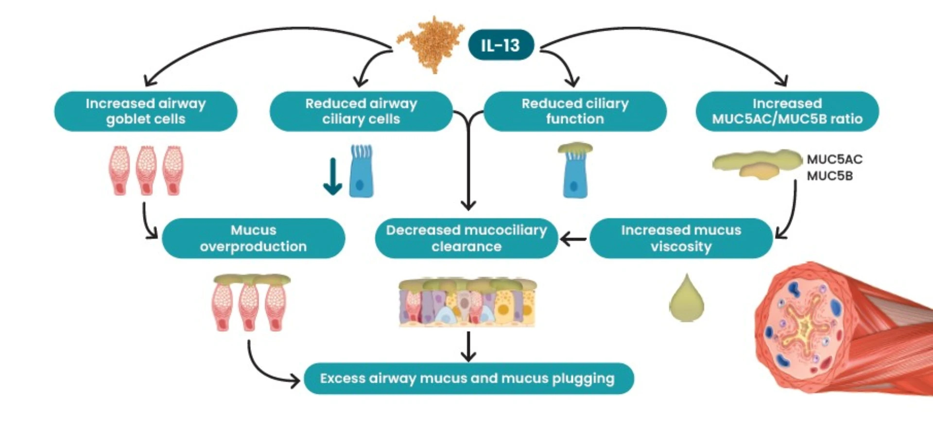 Mucus Plugging
